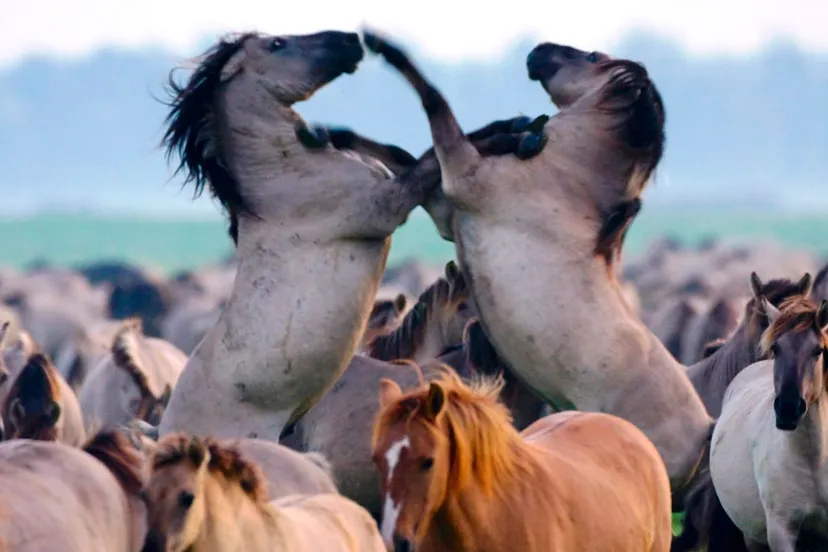 dmmbgc3wwpo1y3bs9bav45v94 1213 wildernis 1