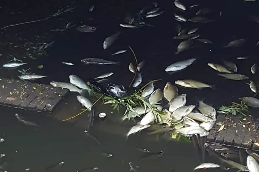 dode vissen in molenbeek sittard