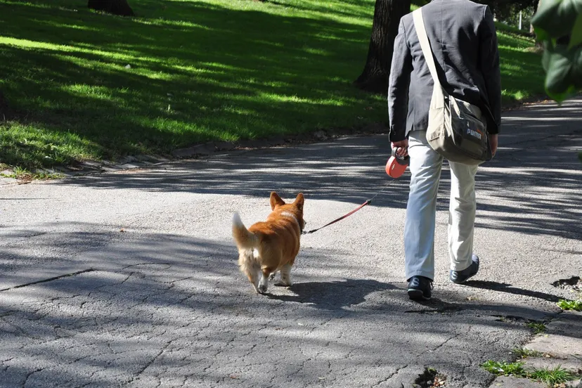 dog mammal dog walking dog like mammal 180733 pxherecom