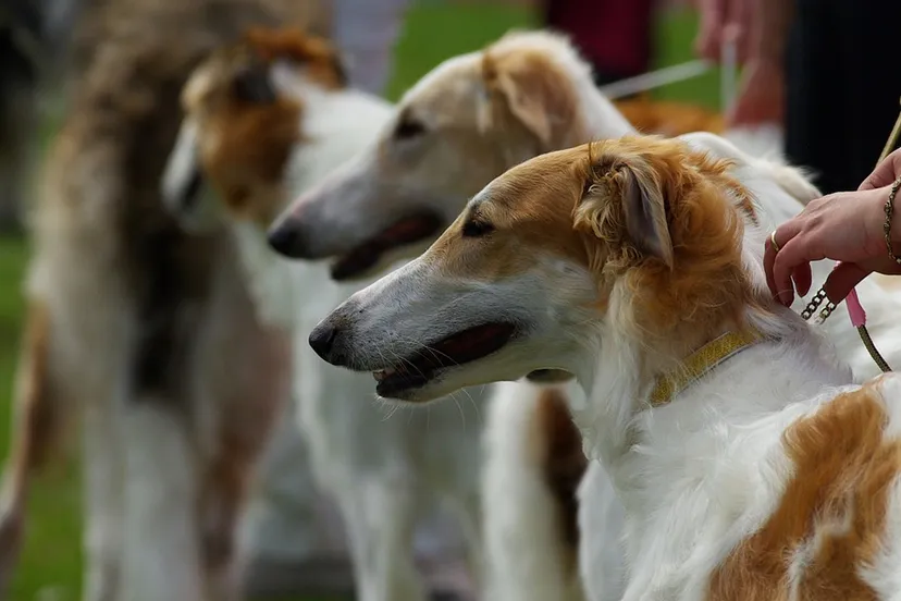 dogs 733639 1920 hondenshow