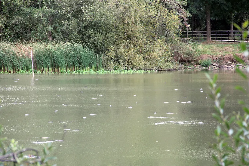 driepoel ondiep karpers