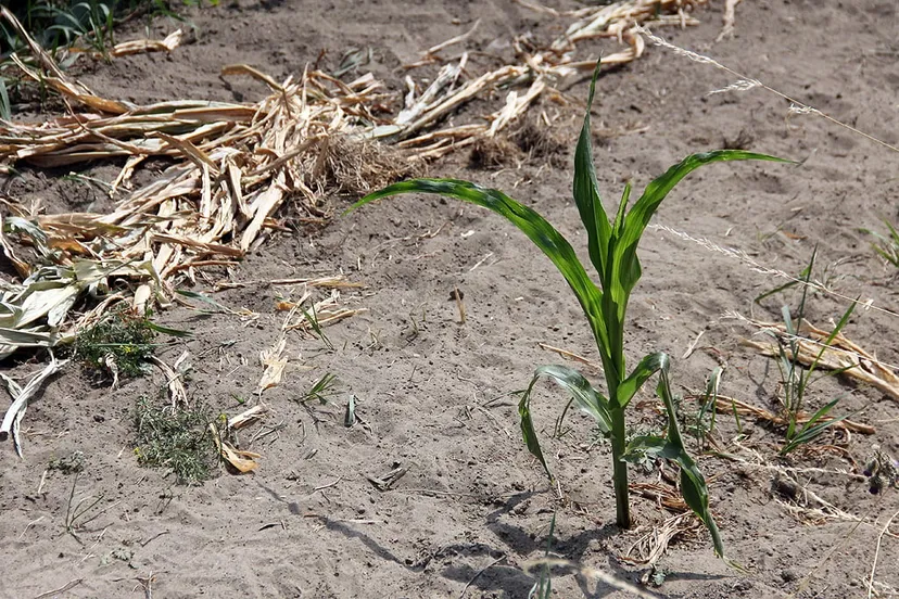 droogte mais groei blijft achter