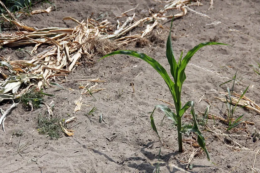 droogte mais groei blijft achter
