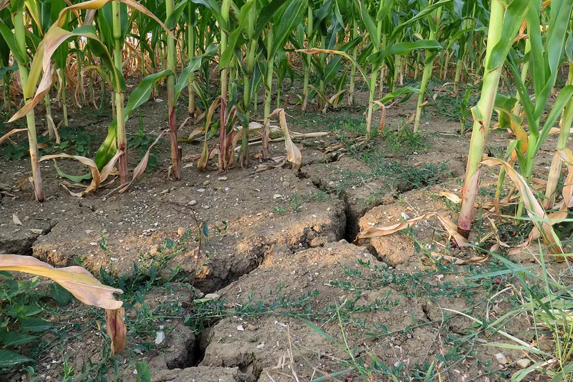 droogte piabay drought 889623 1280