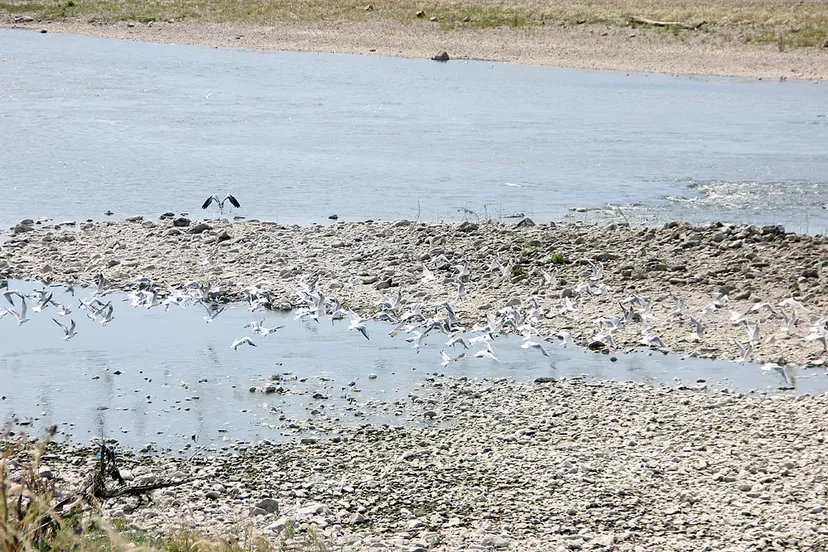 droogte zomer 2018 maas bij grevenbicht