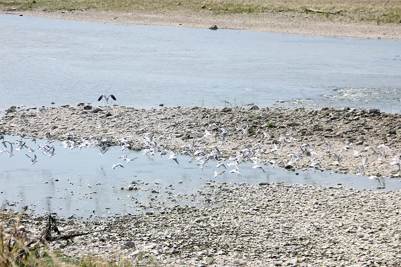 droogte zomer 2018 maas bij grevenbicht