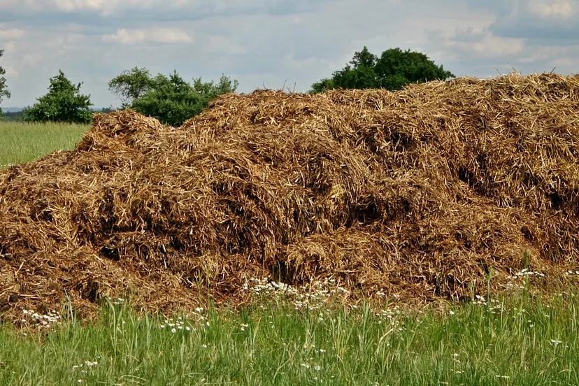 dung 500353 1280 mest