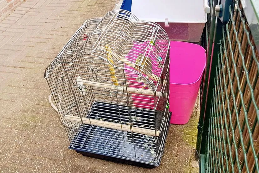 dwergpapegaai dierehulpcentrum born