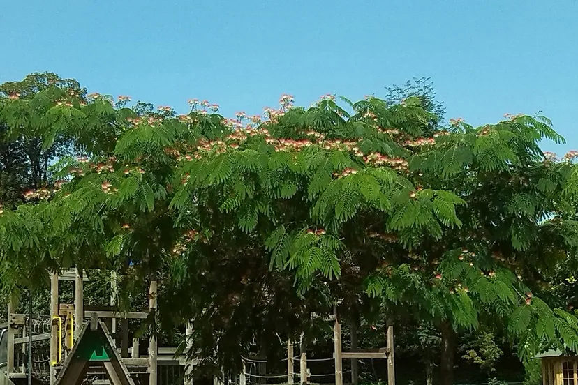 e1224k8s26nm9vcv7stois72j albizia 1 16 9