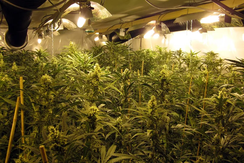 e50ghw8dc4pdscth759r9tixt hennep plantage kwekerij herkenbosch