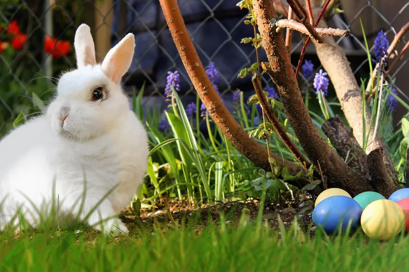 easter 2173193 1280 paashaas