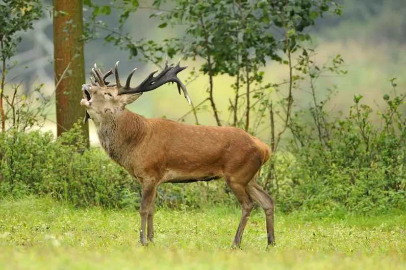 edelhert weerterbos henk heijligers 0124