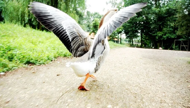 een gans op een kinderboerderij cc by sa 25 via wikimedia commons