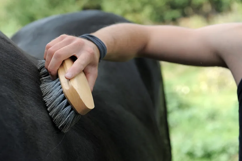 een paard borstelen
