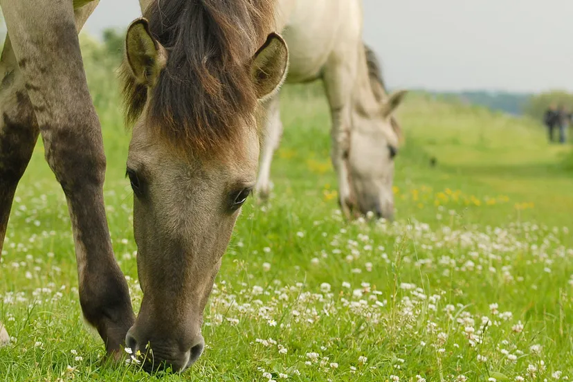 eijsder beemden konik henkheijligers hli 8031