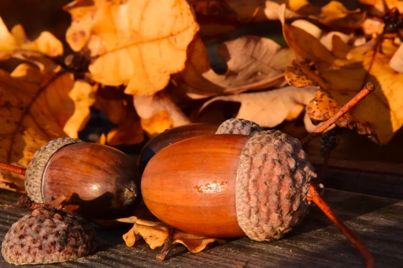 eikels cc0 via pxhere