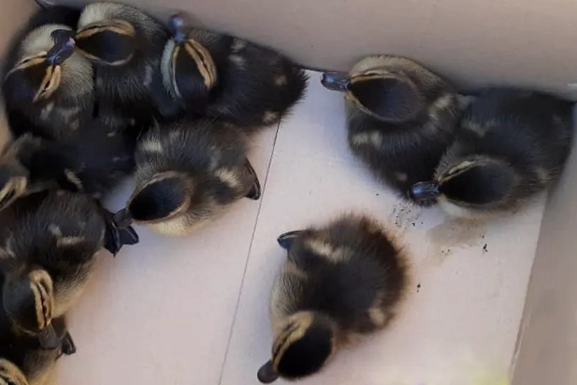 elf eendenkuikens gered