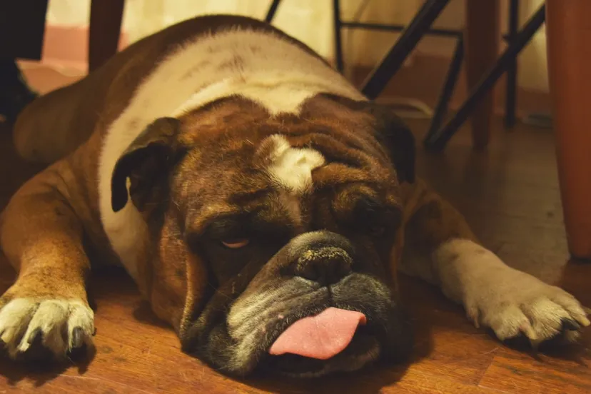 engelse bulldog cc0 pxhere