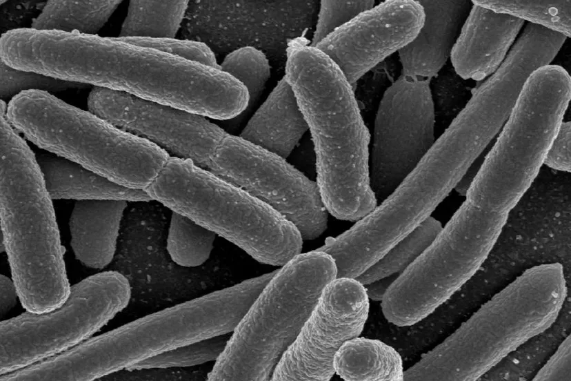 esbl vormendebacterien