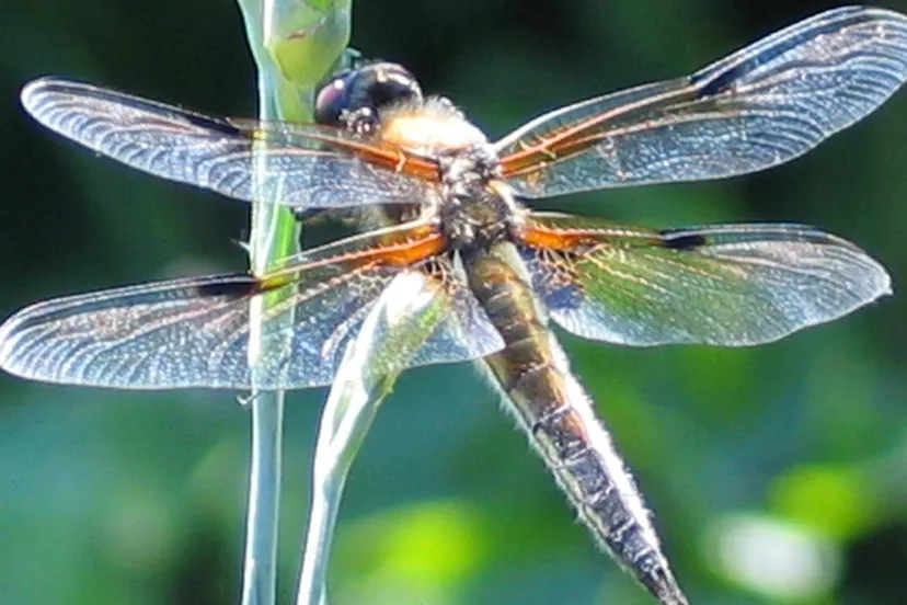 ey4p4xzz25wb3ma6n0ou1jjnh libelle