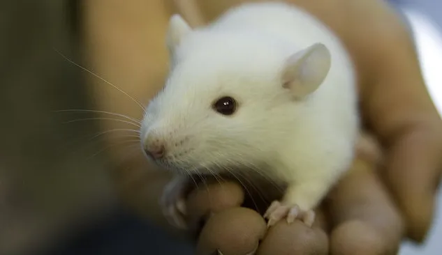 fdfnoxusvr9d6e2tjs282mqcm ratcc2