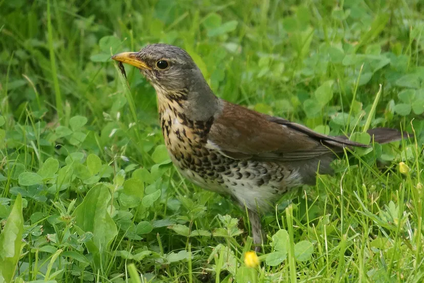 fieldfare 123321 1280 kramsvogel cc0 pixabay
