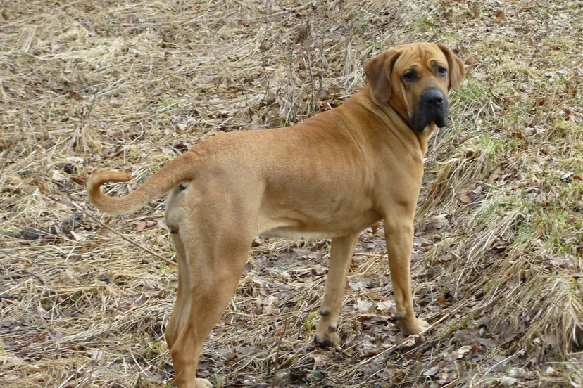 fila brasileiro cc0