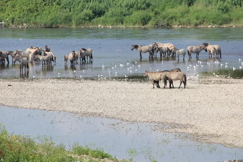 fksns2ng18finfcnn210yuqk2 verkoeling konikpaarden roosteren