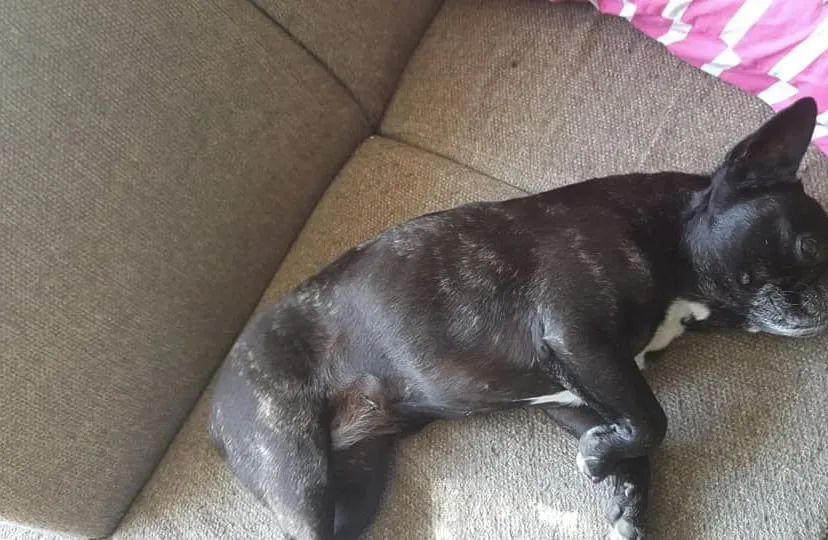 franse bulldog bethje