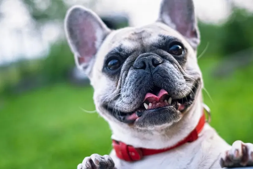 franse bulldog cc0 rawpixel