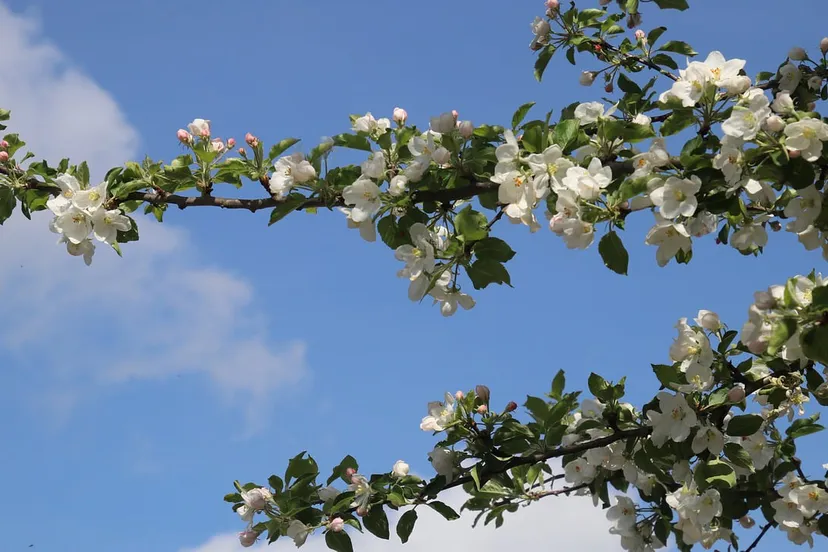 fruitbomen cc0 pasja1000 via pixabay