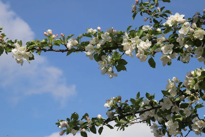 fruitbomen cc0 pasja1000 via pixabay