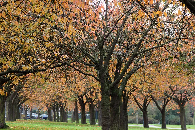 g8gg9ne4o8pwgpwgjov7z2ewy herfst 2014 vijverweg sittard