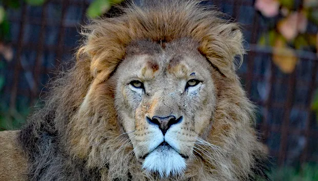 gaiazoo 1280px gaiazoo leeuw ashrad1