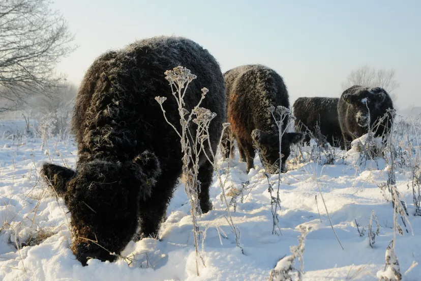 galloway 2012 henk heijligers verkleind