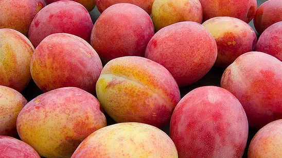 gdi08qz68nodfhzflgu8dlaol een goed pruimenjaar