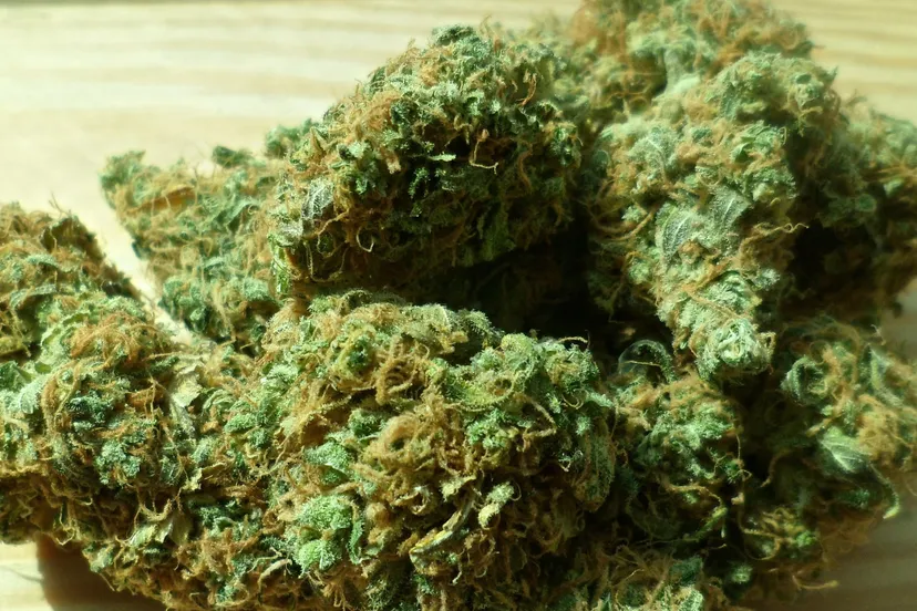 gedroogde henneptoppen cannabis 448661 1920 hennep cc0 public domain