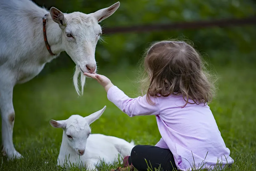 geit lam kind goat 3017394 1280