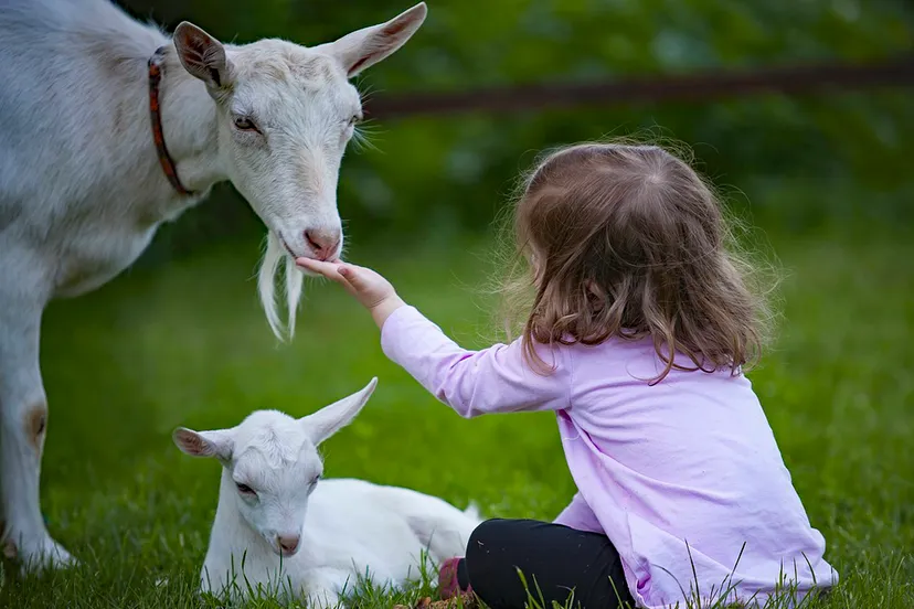 geiten cc0 via pixabay