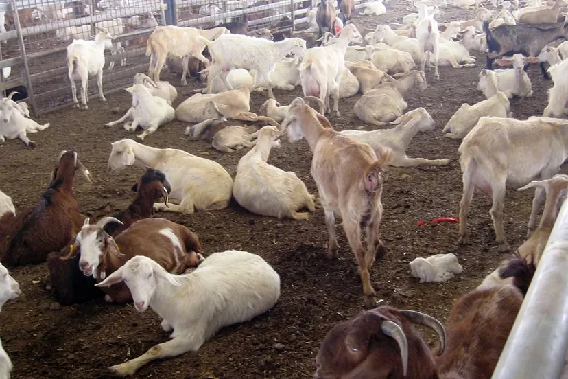 geiten geitenfarm boerderij stal