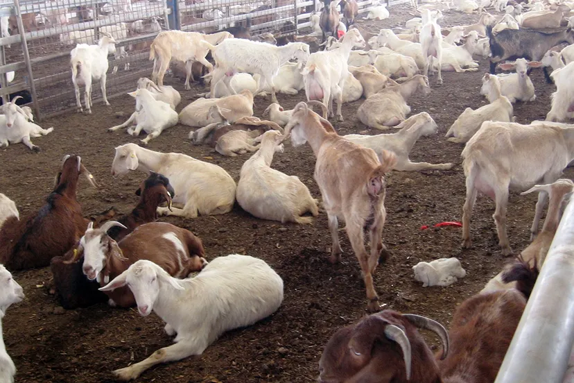 geitenboerderij daniel ventura cc by sa 30 via wikimedia commons