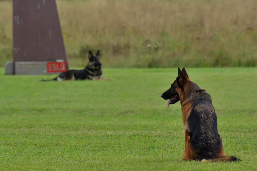 german shepherd 707032 1280 duitse herder