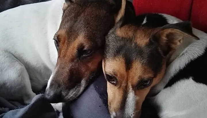 gestolen honden nona en nikos