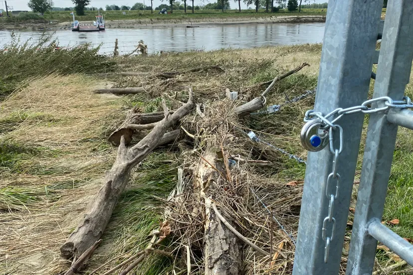 gestrand drijfhout maas bij veerpont berg aan de maas