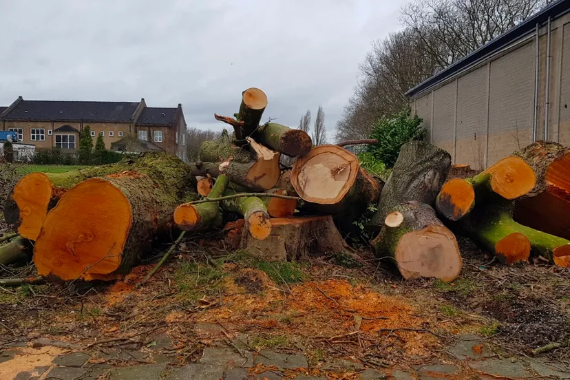 gevelde bomen mauritspark geleen