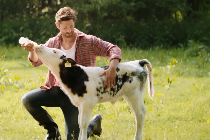 ghrjk6tqkeri7atbtwejosjpt koereclamefriesland campingamelkkalfboer