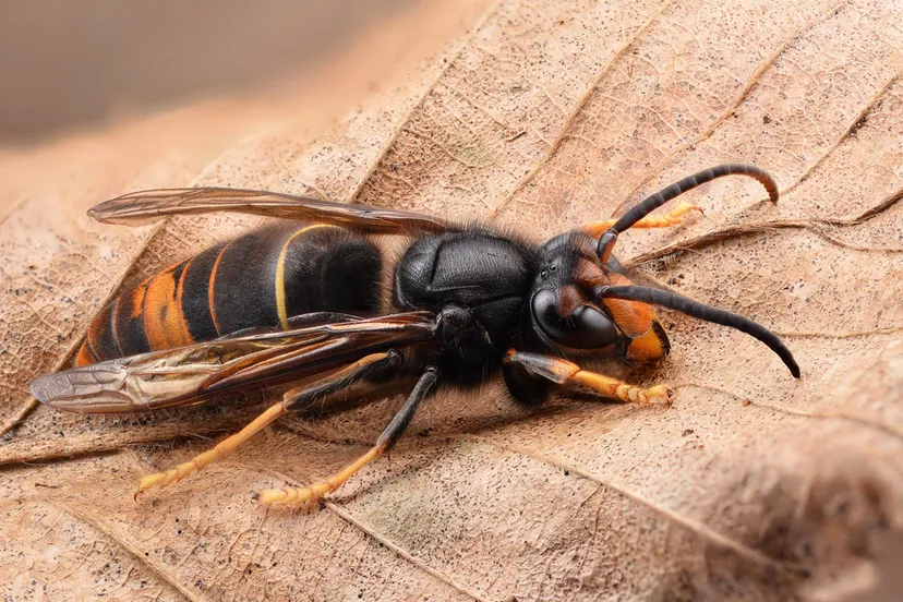 gilles san martin cc by sa 20 via flickr 33965402201 c7f5d21241 k