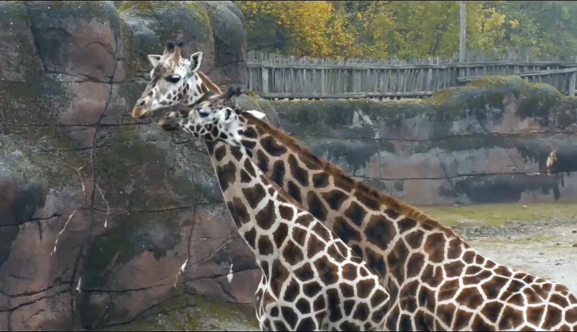 giraffen gaiazoo