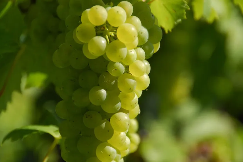 gl8rv5000ipifqgzdclba7k6y wijndruif wijndruiven