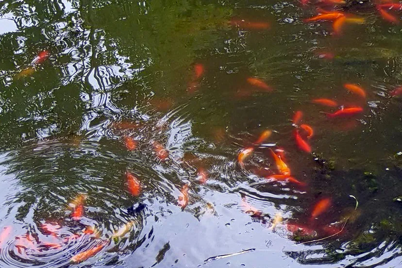 goudvissen hoeve haagsittard